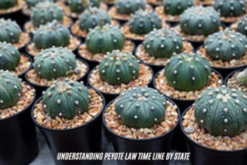 peyote law time line by state