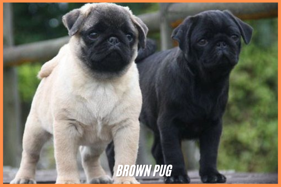 brown pug