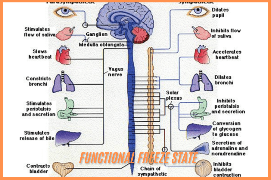 functional freeze state